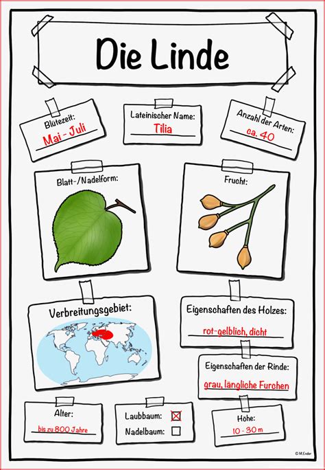 7 Wunderschönen Bäume Arbeitsblatt Grundschule Für Deinen Erfolg