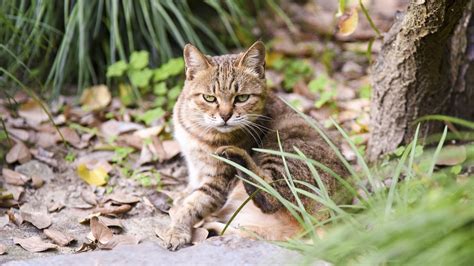 Cat Kitten Animal Free Photo On Pixabay Pixabay