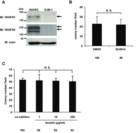 The Vegfr Kinase Inhibitor Su And Avastin Did Not Inhibit Djm