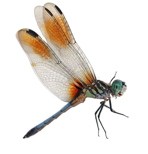 Blue Dragonfly. Single Blue dragonfly isolated on white background , #Aff, #Single, #Dragonfly ...