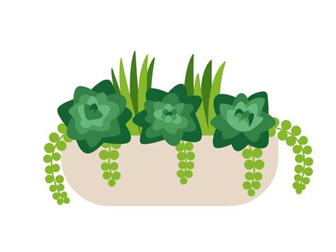 Premium Vector Succulent Flowers In Ceramic Pot Vector Illustration