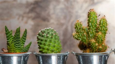 Tipos De Cactus