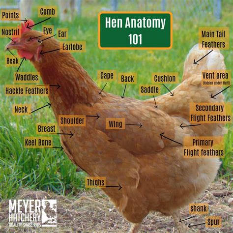 Healthy Hen Anatomy Meyer Hatchery Blog Meyer Hatchery Chickens