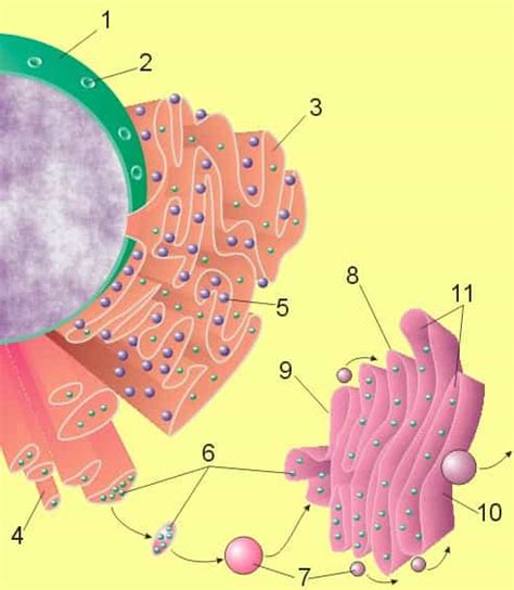 Définition Appareil de Golgi Golgi Futura Santé