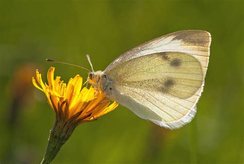 Lille K Lsommerfugl Pieris Rapae Kleiner Kohl Weissling Small