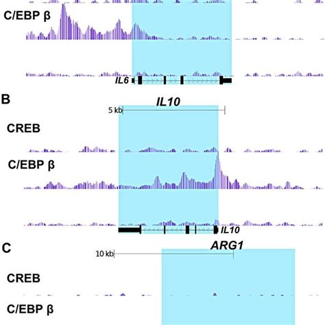 Mapping C EBP β and CREB binding sites on the IL6 IL10 and ARG1 genes