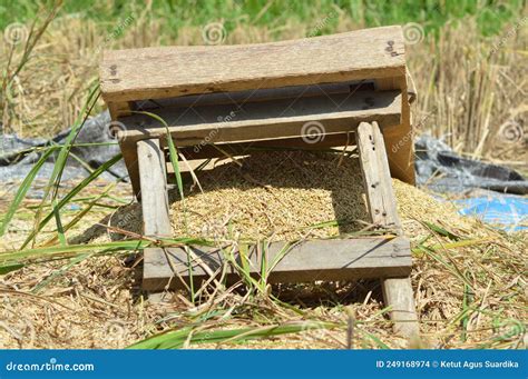 Place And Traditional Wooden Tool For Pounding Rice Grains In The Rice