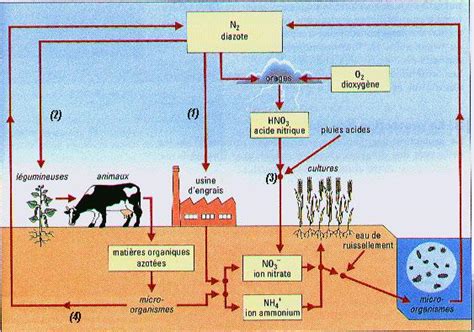 Cycle Azote