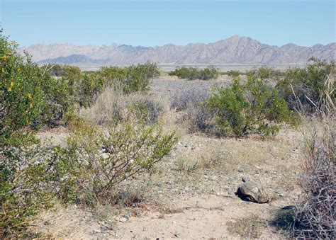 Free picture: gopherus agassizii, desert, tortoise, habitat, desert