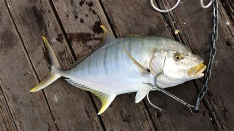 Bretts Golden Trevally Urangan Pier Youtube