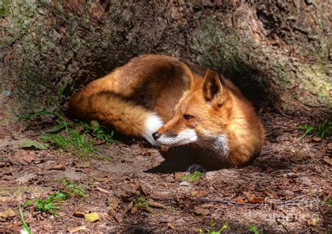 Red Fox Resting Photograph By Kathy Baccari Fine Art America