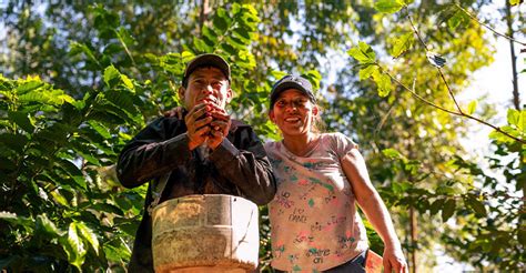 Iniciativa Asómbrate paga a los caficultores por capturar carbono