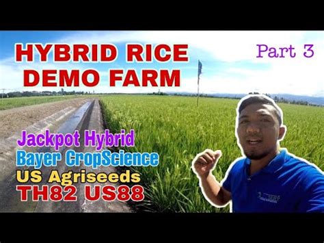 Part 3 Hybrid Rice Na Pwedeng Itanim Sa Wet And Dry Season Jackpot