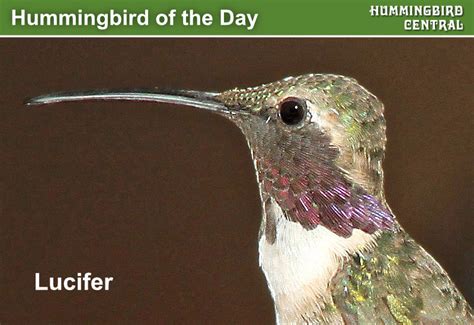 Hummingbird Species Of The World Hummingbird Migration Map