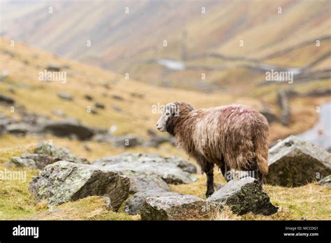 Herdwick Sheep In Lake District Stock Photo Alamy