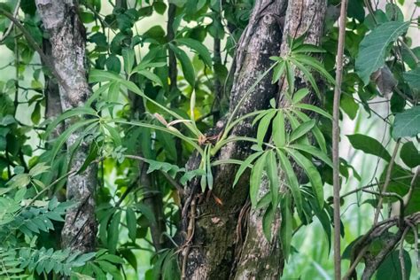 Arrow Head Vines From Nueva Esperanza Palenque Chis M Xico On