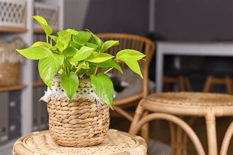 The Low Maintenance And Beautiful Neon Pothos