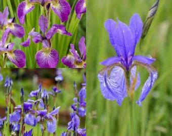 Siberian Iris Seeds - Etsy