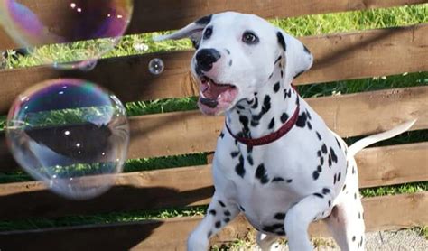 Adorable Dalmatian Playing With Bubbles