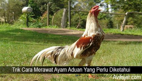 Trik Cara Merawat Ayam Aduan Yang Perlu Diketahui Situs Judi Online