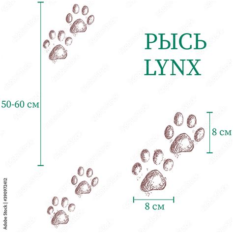 bobcat marks. size of the bobcat marks. vector image of the paws of the ...