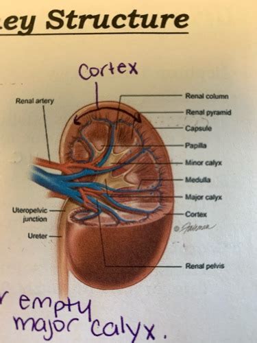 Urinary System Flashcards Quizlet