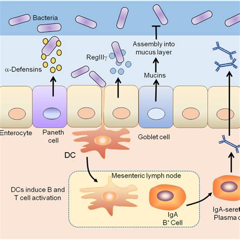 Regulation Of Intestinal Microorganisms By The Mucosal Immune System