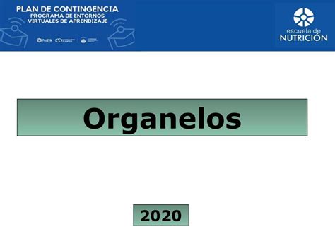 Organelos Dani España Nutricionista Uruguaya uDocz