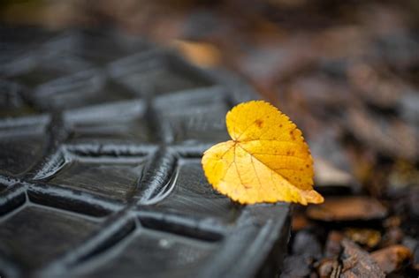 Fond D écran De Feuille D automne Jaune Photo Premium