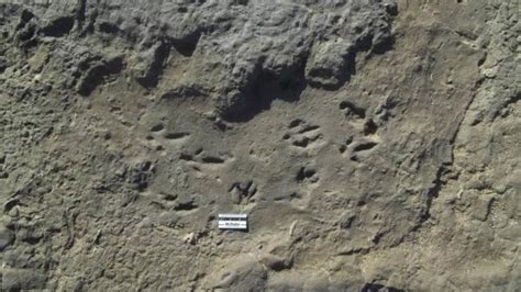 Huellas Fosilizadas De Tigre Dientes De Sable Descubiertas En