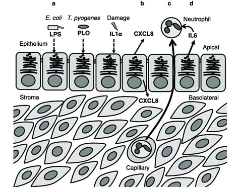 Roles Of Polarized Endometrial Epithelial Cells The Polarized