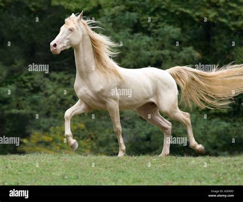 cream color Rocky Mountain Horse stallion gallops across Stock Photo - Alamy