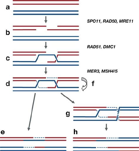 The Double Stranded Break Dsb Repair Model Of Homologous