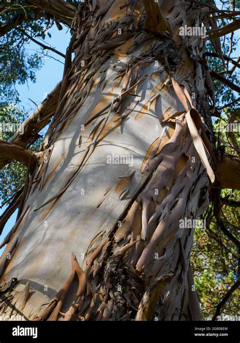 Bark Of Cider Gum Tree Hi Res Stock Photography And Images Alamy