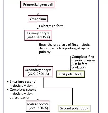 Oogenesis Process, Stages of Oogenesis and Diagram - Jotscroll