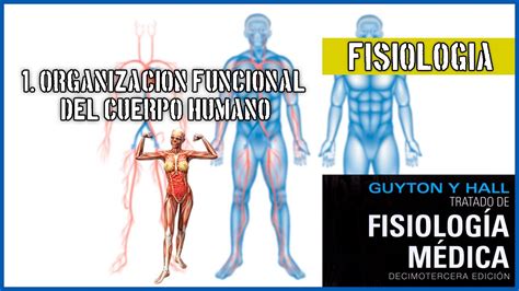 1 ORGANIZACIÓN FUNCIONAL DEL CUERPO HUMANO FISIOLOGÍA YouTube