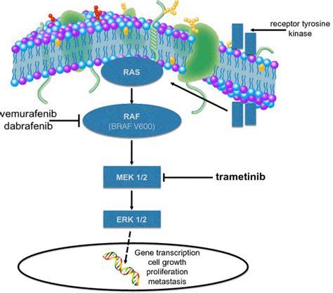 RASRAFMEKERK Pathway Is Activated In Many Types Of Cancer