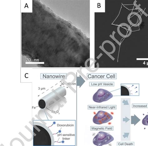 A Tem Image Of A Single Fefe X O Y Core−shell Nanowire B Sem Download Scientific Diagram