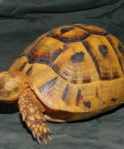 speckled padloper tortoise for sale | speckled cape tortoise for sal