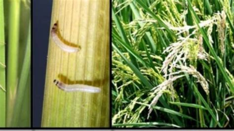 Damage What Are The Damage Symptoms Of Yellow Stem Borer