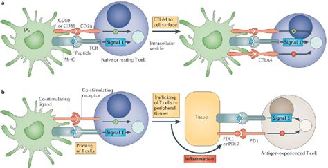 Apoptosis | Semantic Scholar