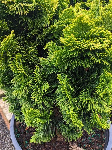 Photo Of The Leaves Of Golden Dwarf Hinoki Cypress Chamaecyparis Obtusa Nana Lutea Posted By