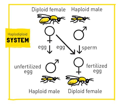 Sex Determination The X Y Z’s Of Sex Chromosomes Hudsonalpha Institute For Biotechnology