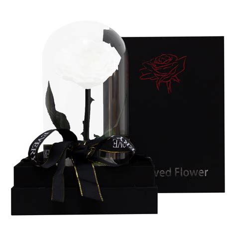 White Infinity Rose Single Cityrose Flowers