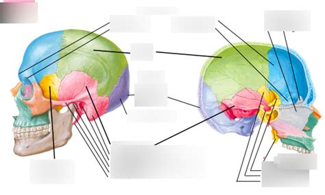 Cranial Vault Lec 4 Diagram Quizlet