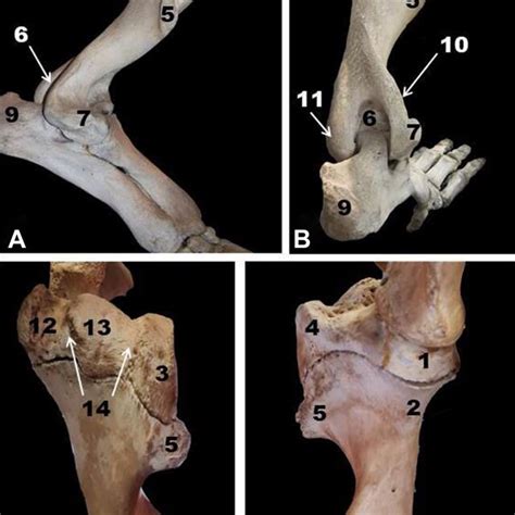 Lateral A And Caudal B Views Of Hippopotamus Humerus Cranial C Download Scientific