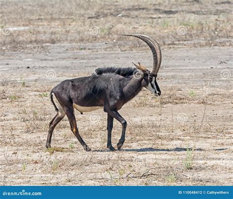 Sable Antelope Stock Photo Image Of Grassland Grasslands 110048412