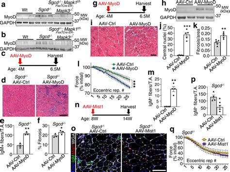 Ectopic Myod Expression Destabilizes The Sarcolemma In Vivo Western