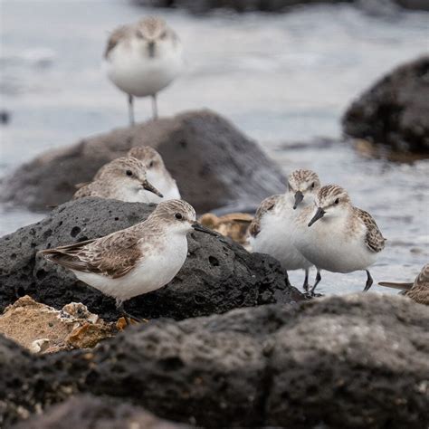 Birds Red Necked Stint Barwon Bluff