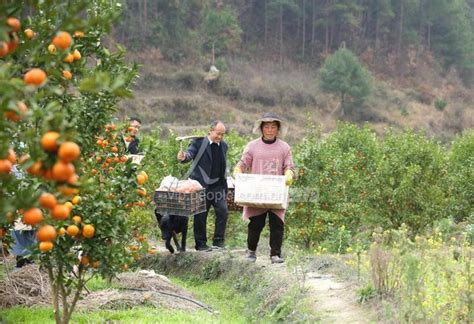 贵州黄平：柑橘喜丰收 人民图片网